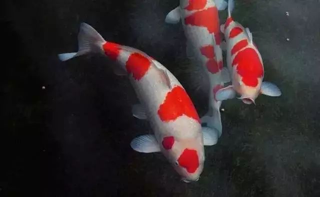 锦鲤饲养水体需要哪些药物,锦鲤鱼饲养方法锦鲤的专用饲料