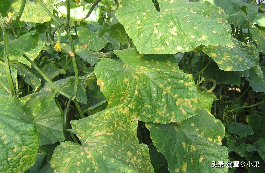 如何预防香蕉黄叶病,香蕉叶斑病的防治