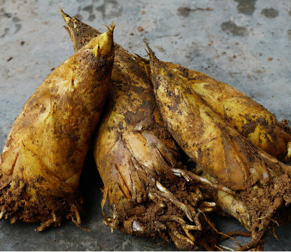 冬笋从哪里长出来好吃,冬笋的生长在哪里