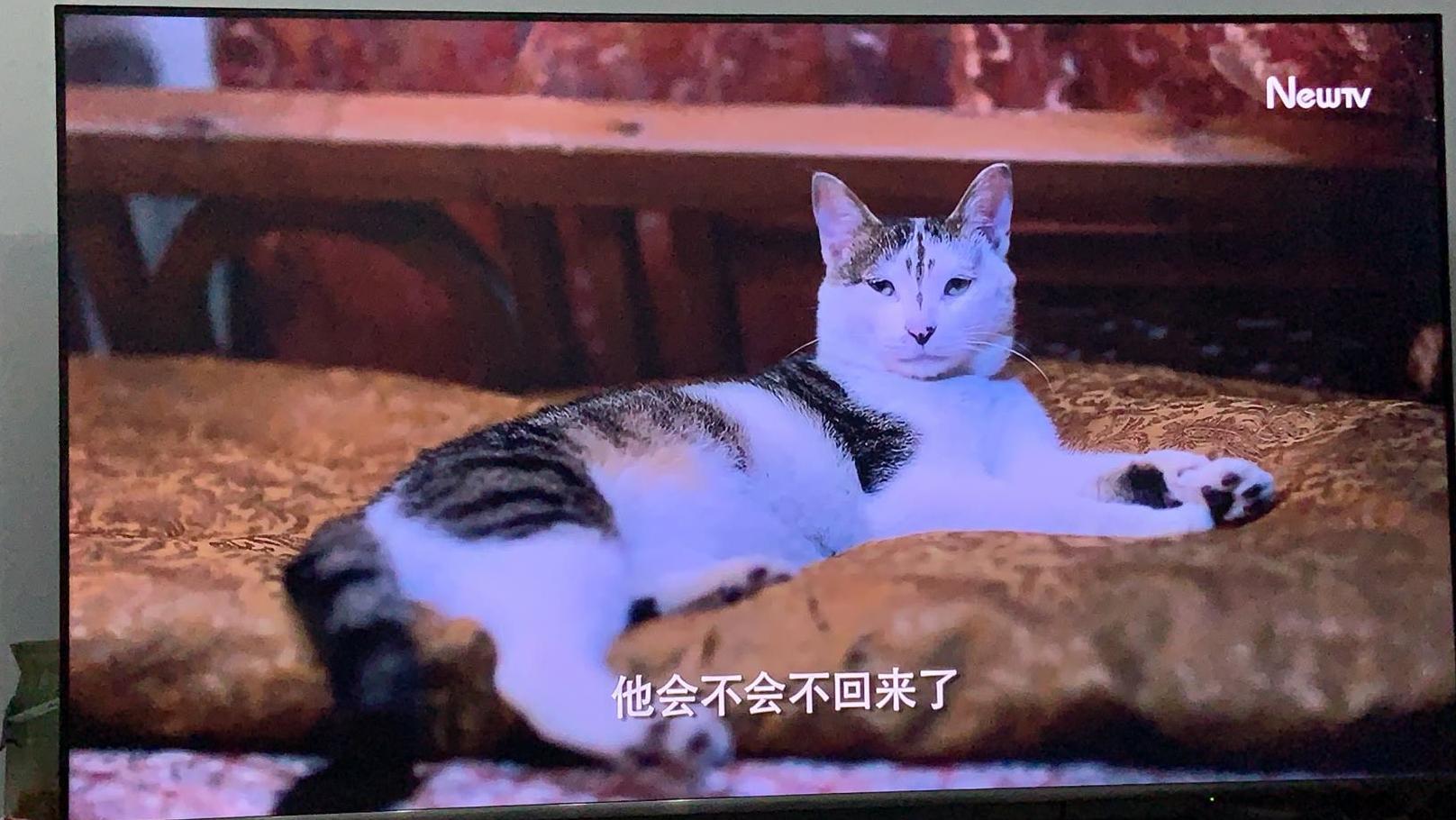 盘点猫咪高能名场面 (猫咪10大最萌镜头)