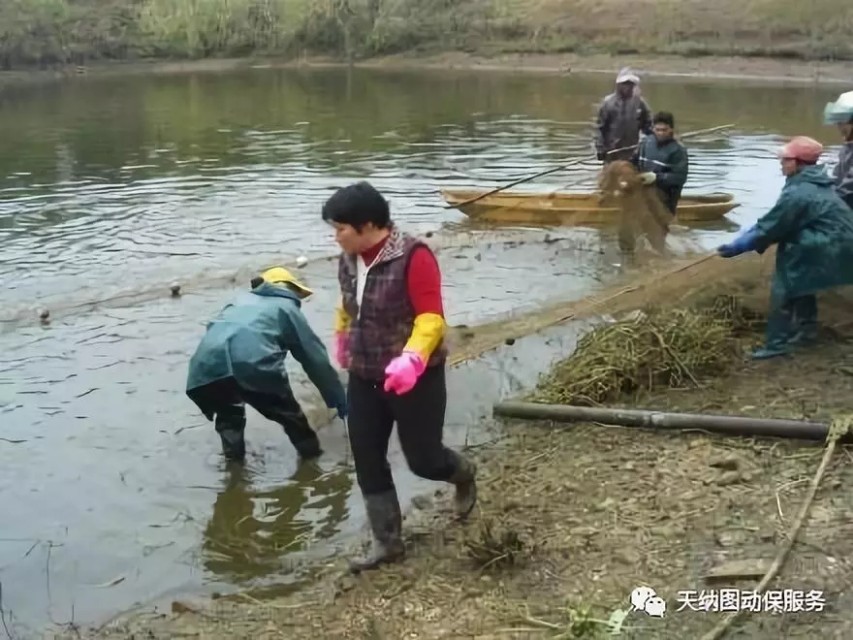鱼拉网后掉鳞,拉网出鱼视频