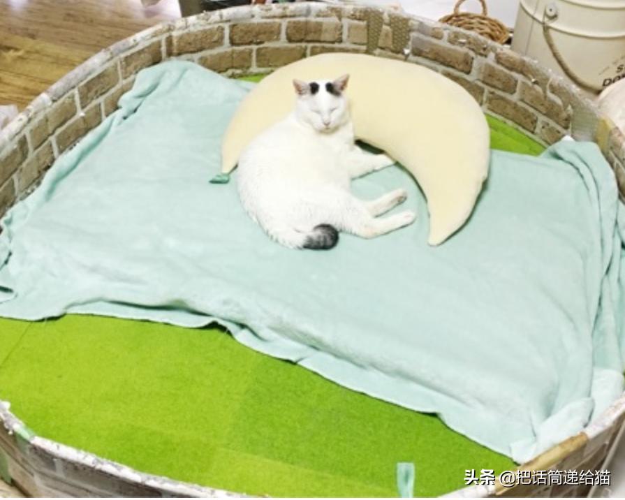 当小猫咪遇上大型犬,当小猫咪遇到大狗狗真是太温馨了