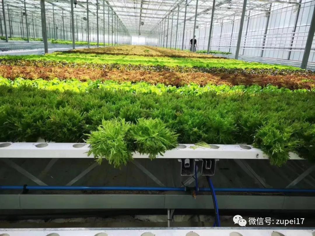 塑料圆拱形大棚,拱形温室大棚