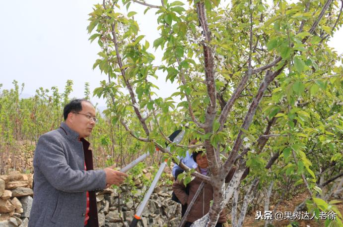 樱桃好吃树难栽下一句谚语是什么,樱桃好吃树难栽后一句是啥