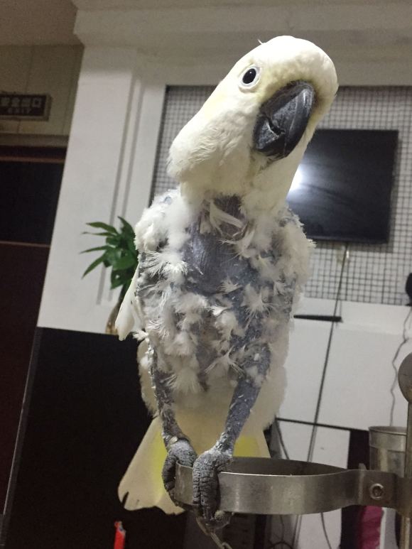 鹦鹉咬毛太严重了怎么办,如何预防鹦鹉掉毛的方法