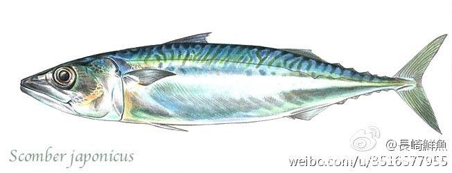 莱黄之鲐，不可胜食。鲐是指鲐鱼，它的味道并不好，但产量比较大