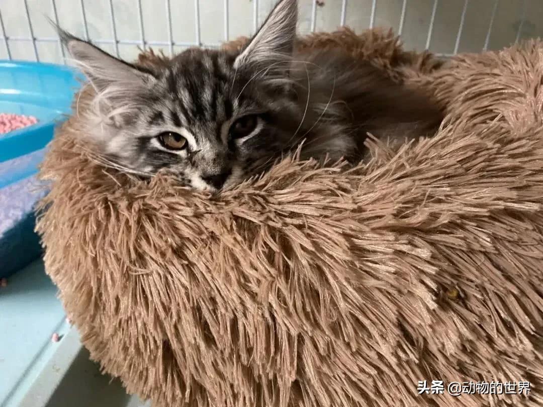 养了四年缅因猫被淹死,缅因猫23万后续