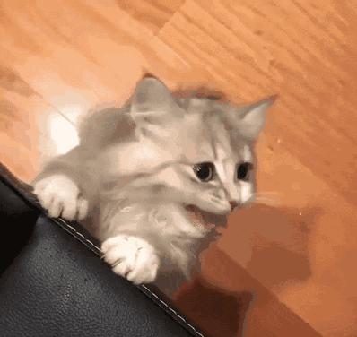 有哪些品种的猫咪性格特别黏人,猫界最粘人英短蓝白