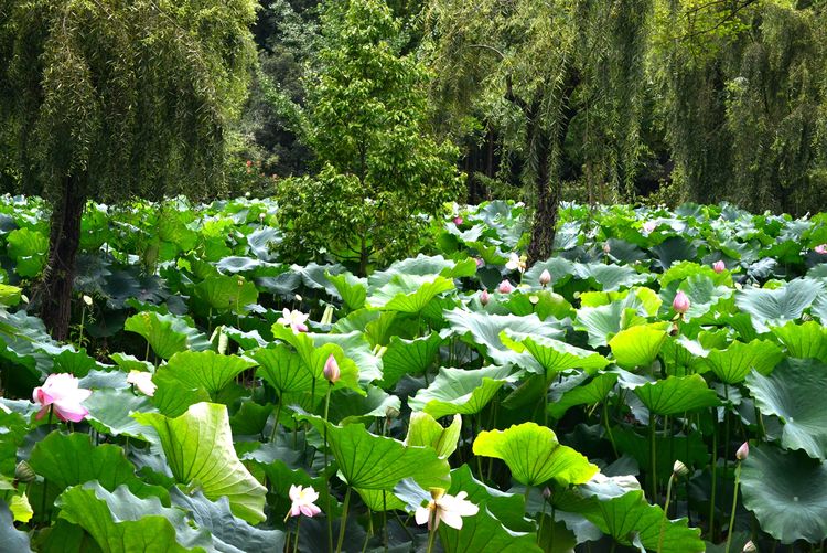 涔愯嚦鑽疯姳鎽勫奖浣滃搧娆ｈ祻,涔愯嚦鍗拌薄鎽勫奖