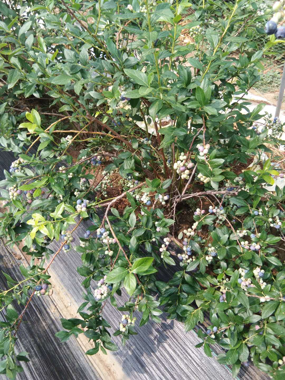 蓝丰蓝莓树,蓝丰蓝莓树苗图