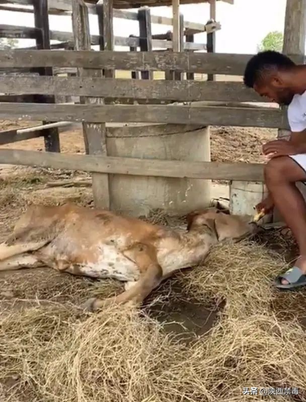 哭笑不得！哥伦比亚球星哭诉：自家母牛被瘾君子整夜“侵犯虐待”判若两牛！