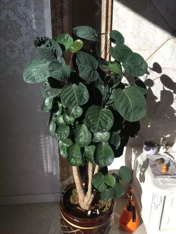 绿萝如何养才能活得更茂盛,养绿萝只需2个技巧