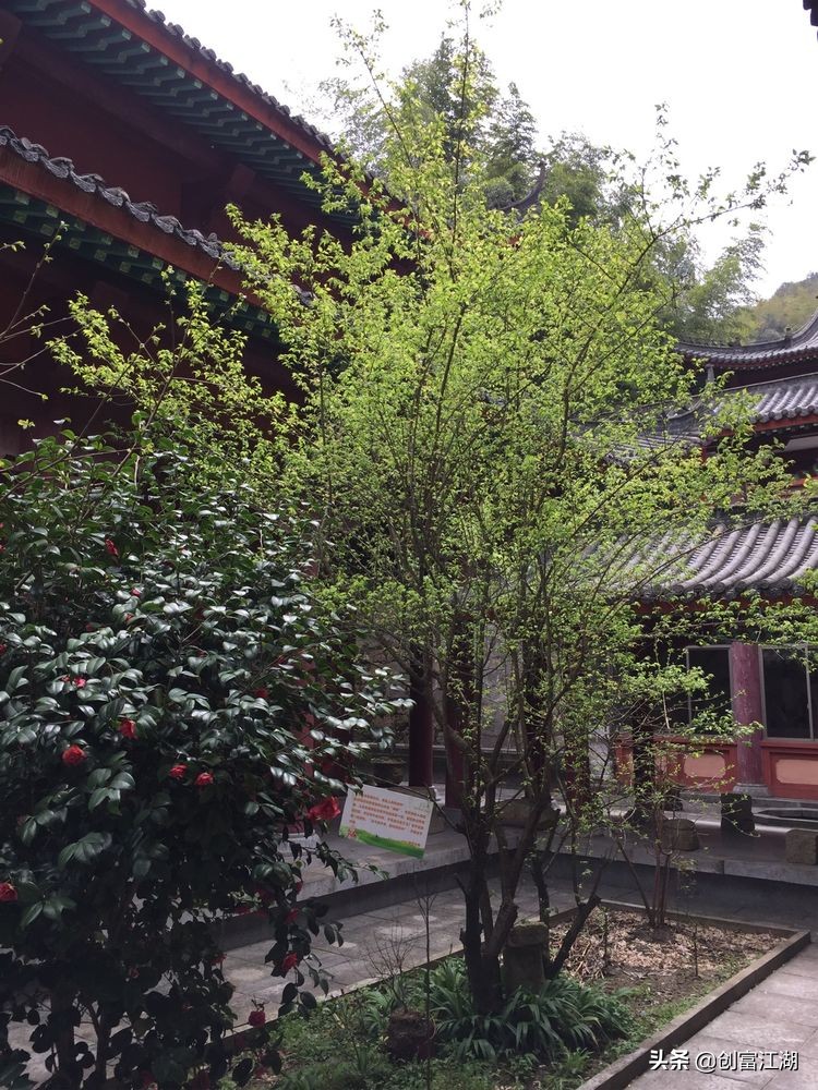 黄梅佛教在中国地位,黄梅禅宗之源