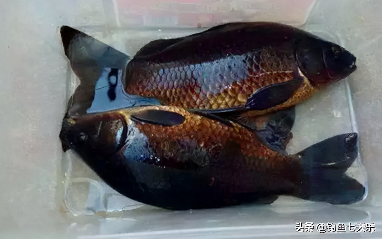 广东钓友钓获“黑鲤鱼”，浑身乌黑发亮！网友戏称：非洲来的