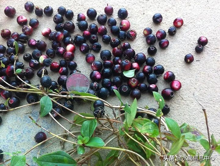 国内好吃的热带水果有哪些,小众水果推荐