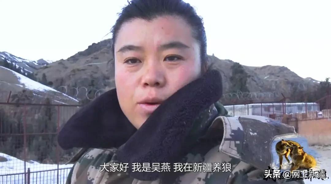 这位“女汉子”在*疆新**，把狼养成了哈士奇，就是经常揍狼的那个