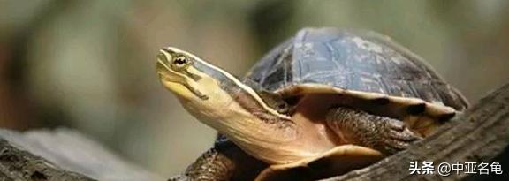 新手养龟快速入门教程,石金钱龟冬天怎么养新手必看