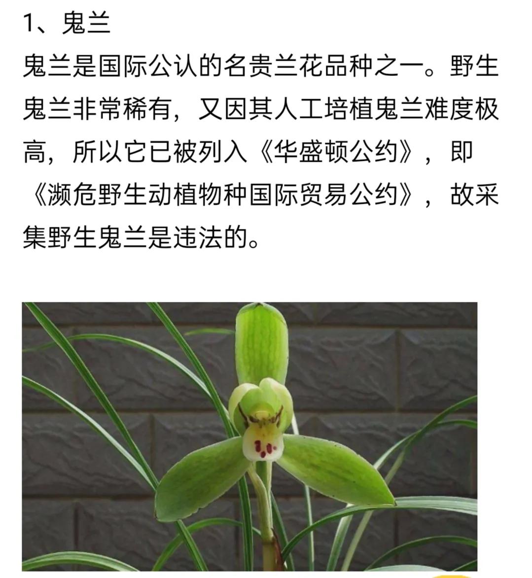 兰花简单介绍,兰花介绍资料大全视频