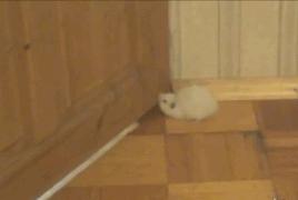 养仓鼠7天就死了,养仓鼠养到破产