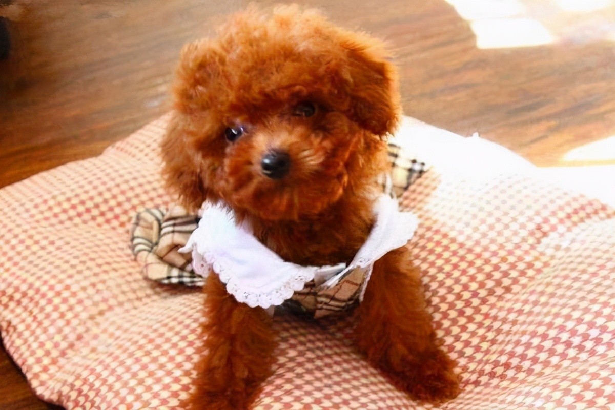 巨型贵宾犬和泰迪的区别图片对比,巨型贵宾犬与小泰迪