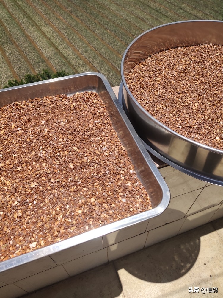 鸽子下雨怎么防治病害呢,雨季要注意鸽子的什么