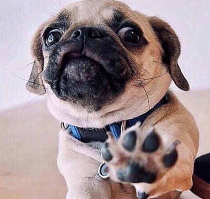 巴哥犬训练装死视频,巴哥犬怎么训练教程