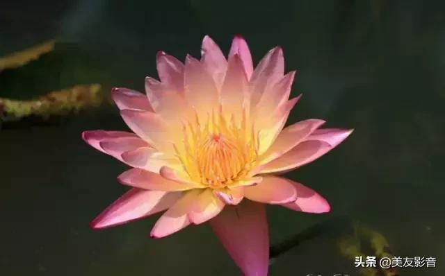 江南可采莲莲叶何田田全诗讲解,有关莲的古诗词大全