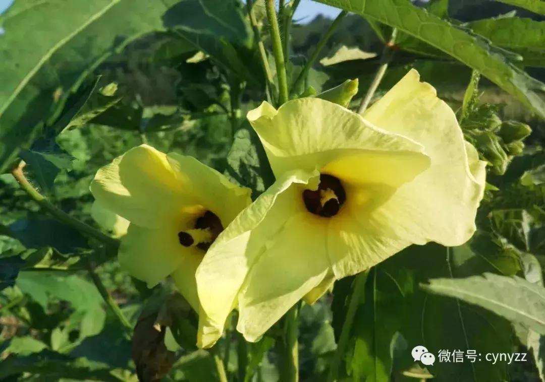 药食同源金花葵,金花葵是药食同源食品吗