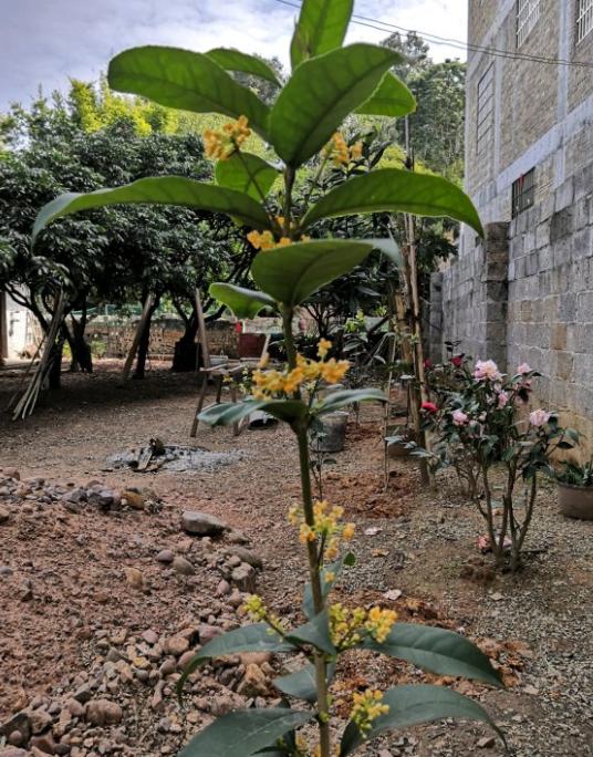 日香桂怎样才能开花,日香桂开花的时候用不用天天浇