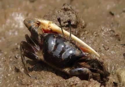 中国海鲜河鲜,市场河鲜海鲜种类大全