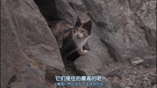 大家都在争抢猫爪杯？吸猫的最高境界，带着摄影机“猫步走天下”
