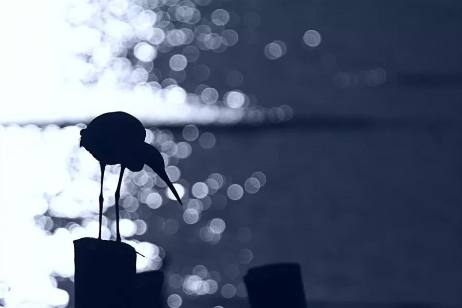 病菌与病毒的关系,病菌与人类是捕食关系