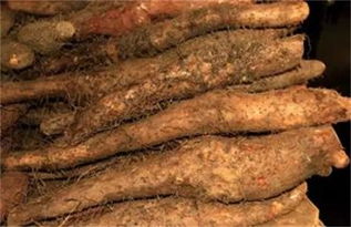 山药管理注意这六点,地下块茎不畸形品质好