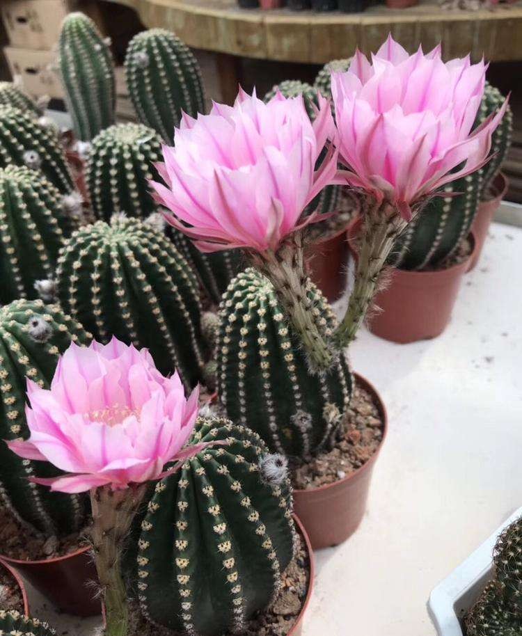 十个仙人球,最新30个仙人球品种