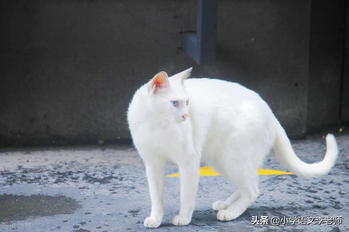 写动物作文开头结尾优秀大全,描写动物的精彩开头和结尾