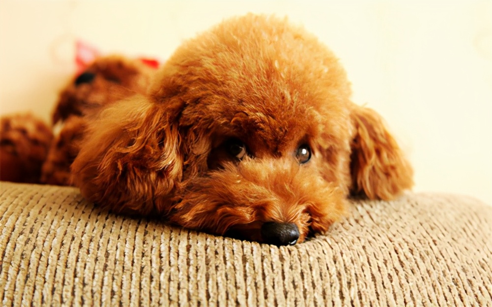 狗狗呕吐黄水是什么原因,狗狗呕吐黄水三天走了