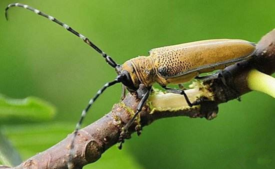 无花果常见病虫害防治措施,无花果的病虫害防治视频