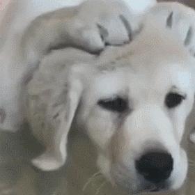 螨虫皮肤病狗狗怎么治疗,狗狗常见螨虫皮肤病用什么药