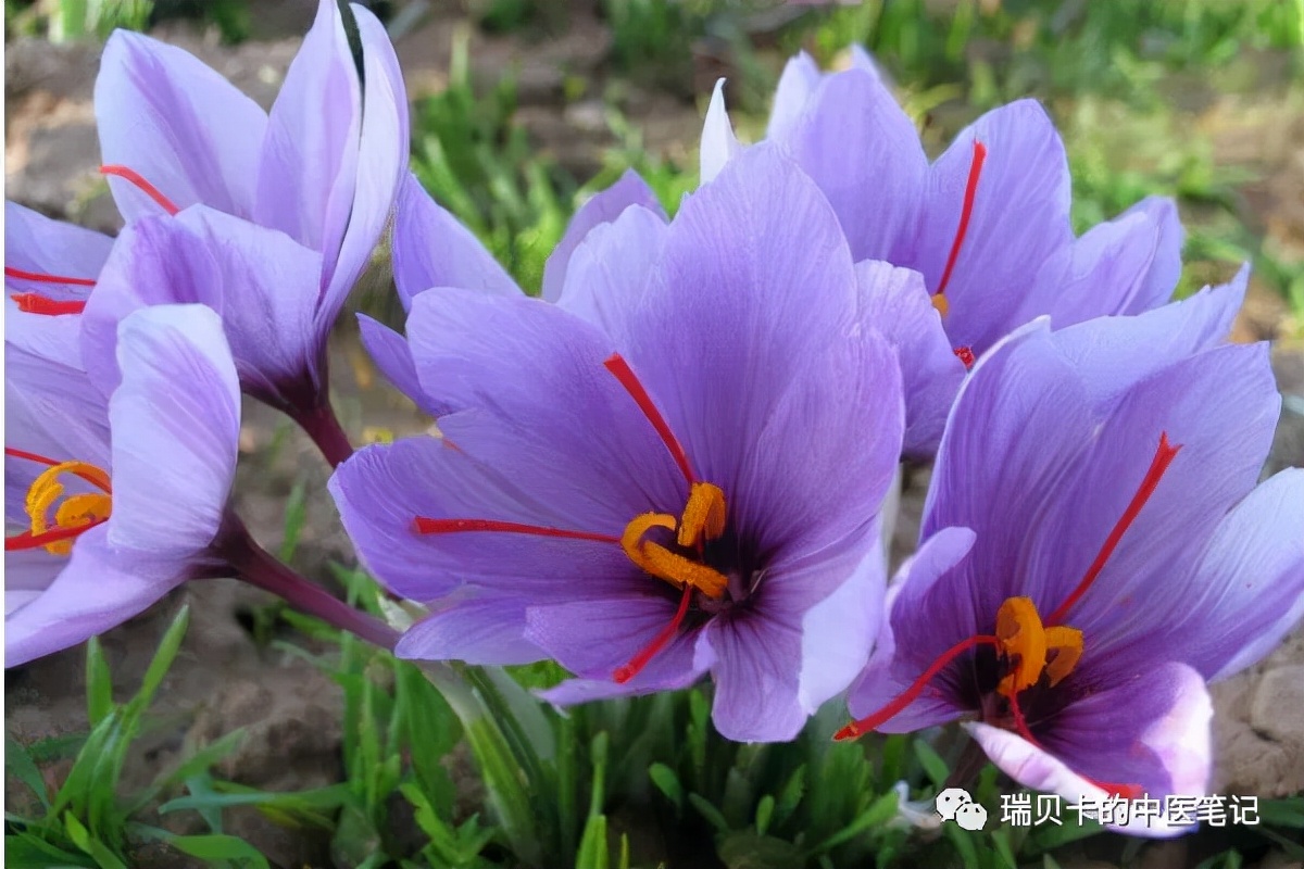 藏红花吃了可以治贫血吗,崩漏可以喝藏红花吗