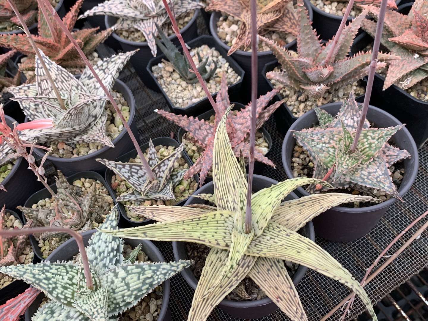 园艺观赏芦荟,园艺芦荟图鉴说明