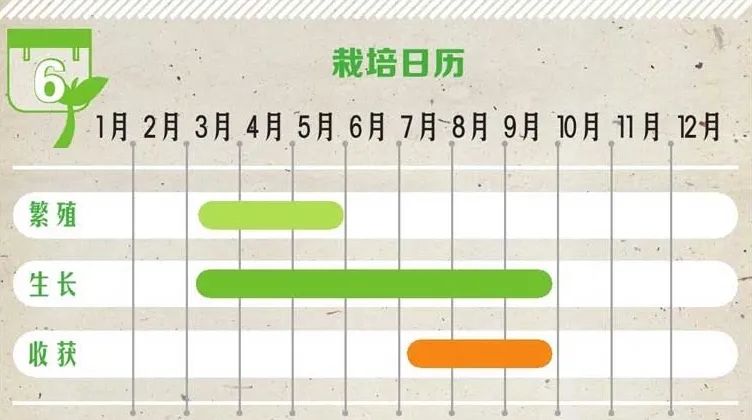 小技巧扛把子教你如何种植石榴,栽石榴方法和技巧