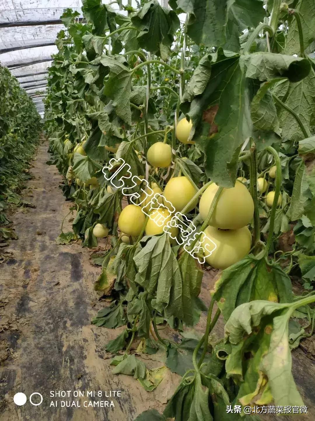 甜瓜后期长势弱怎么办,甜瓜产量高是怎么回事