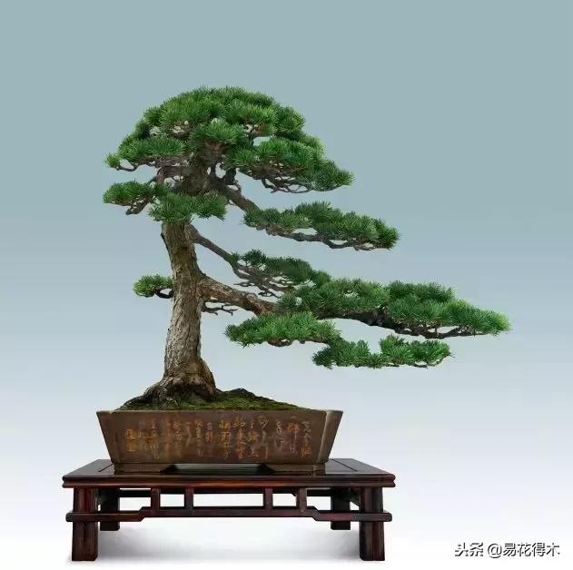 鬼斧神工的侧柏盆景图,鬼斧神工盆景效果图