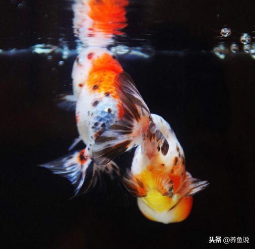 鱼缸中的硝化细菌主要在哪里,鱼缸中的硝化细菌有什么作用