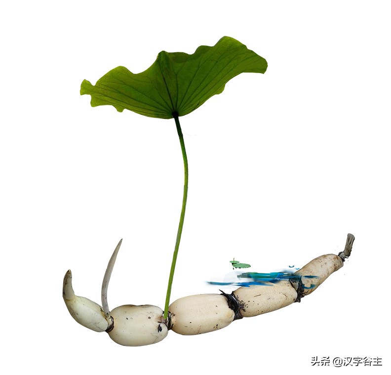 汉字植物课：大语文这样学，把与荷花有关知识及字词诗文一网打尽