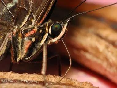 咬人的虫子跟蚂蚁相似,相似于毛毛虫又会咬人的虫子