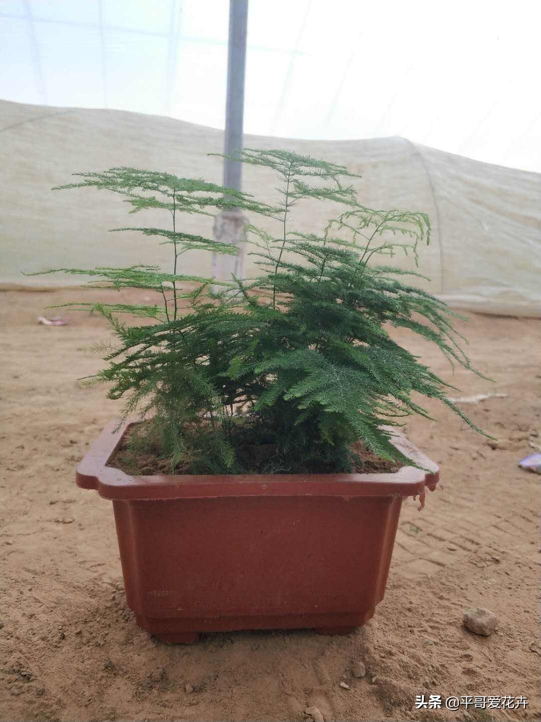 教师节给老师送什么花,教师节快要到了送给老师什么花了