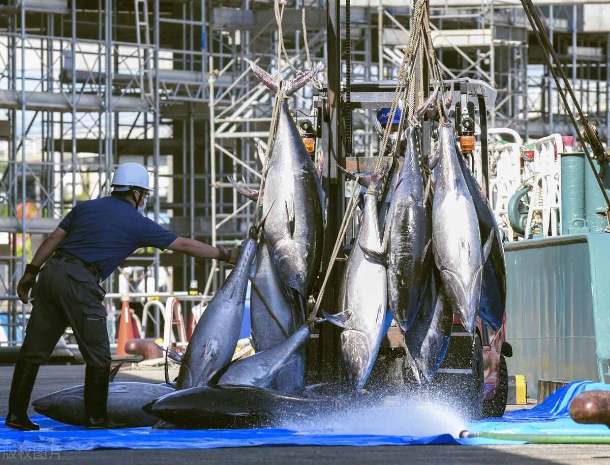 药师解药,鱼油鱼肝油别傻傻的分不清楚