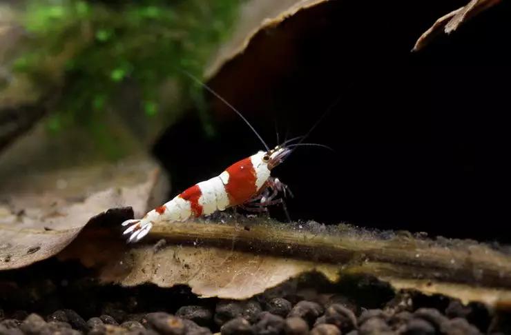 养草缸需要爆藻嘛,养草缸容易爆缸