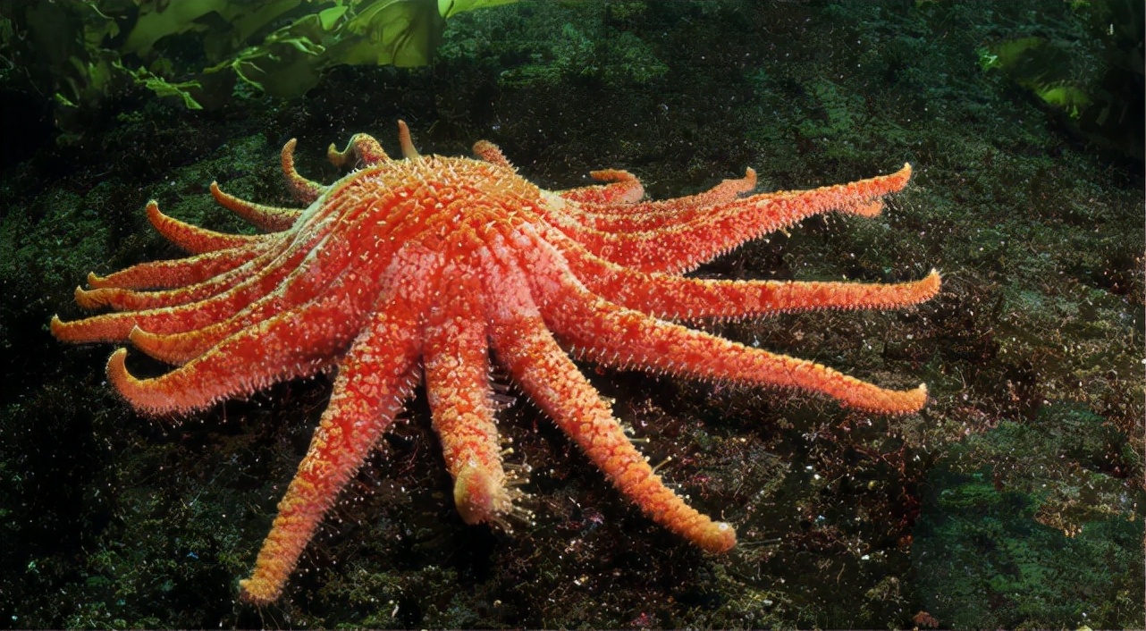 内陆孩子没吃过螃蟹,内陆的小孩没有见过大海怎么办